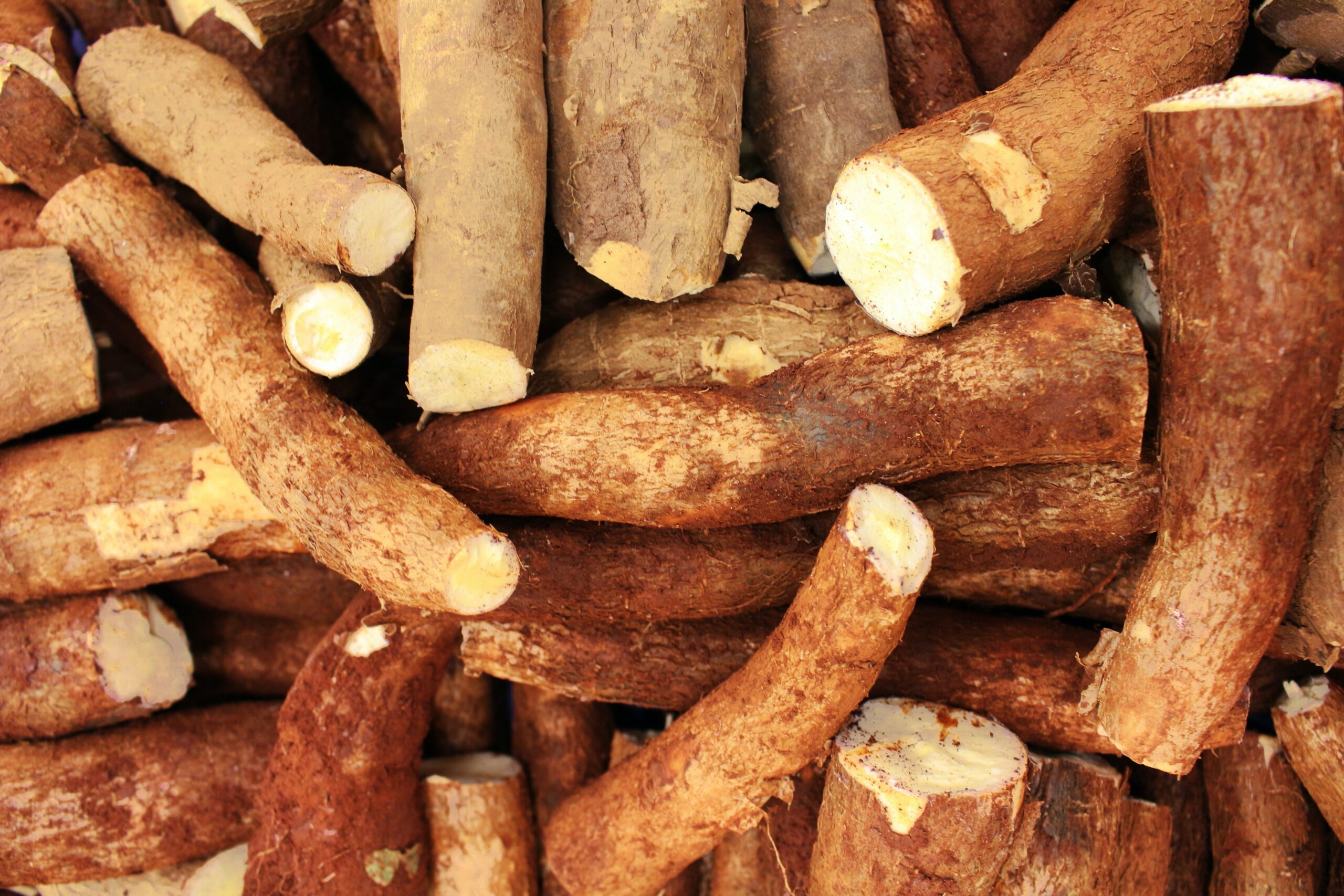 <a href="index.php/member/">Manioc</a>