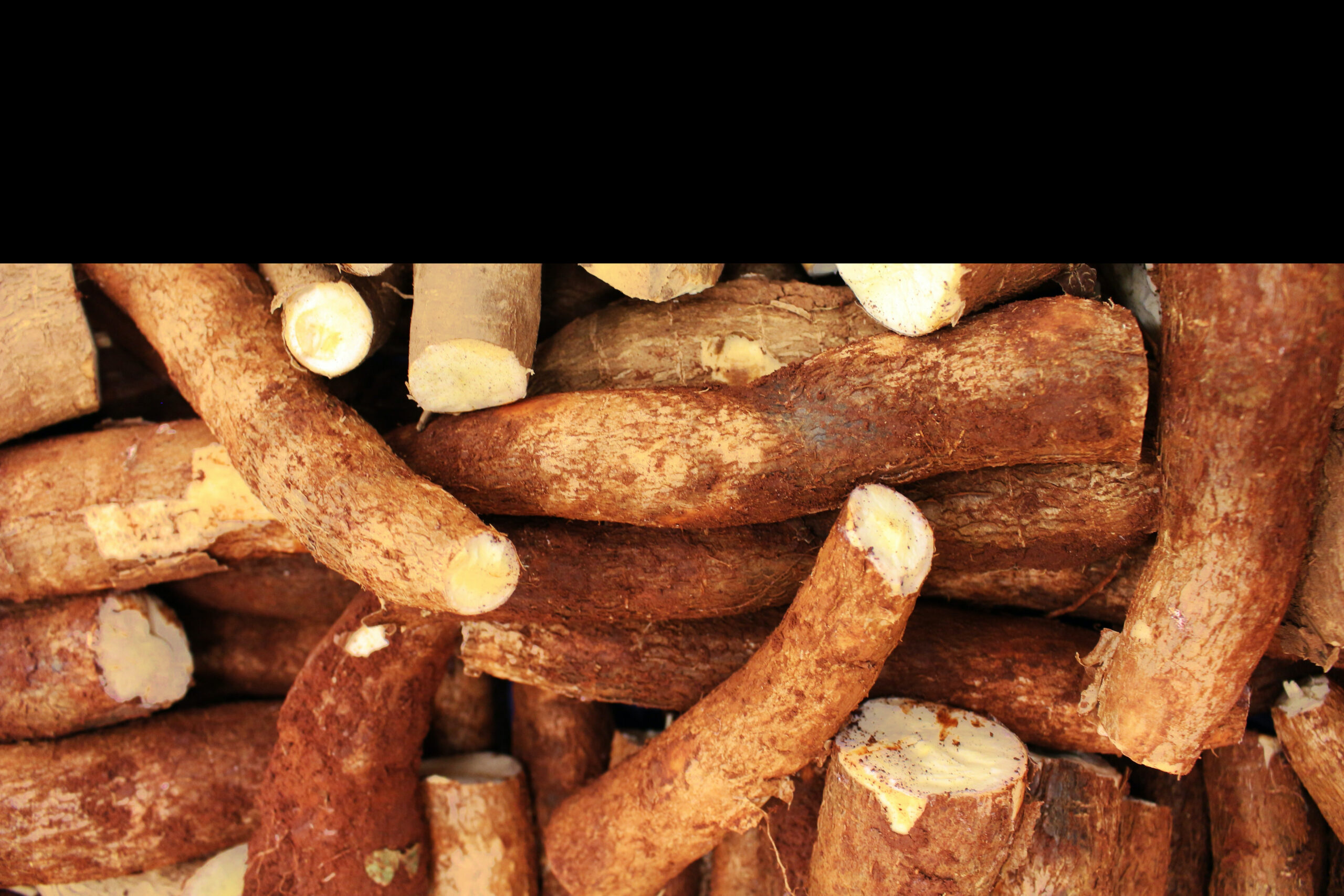 Manioc