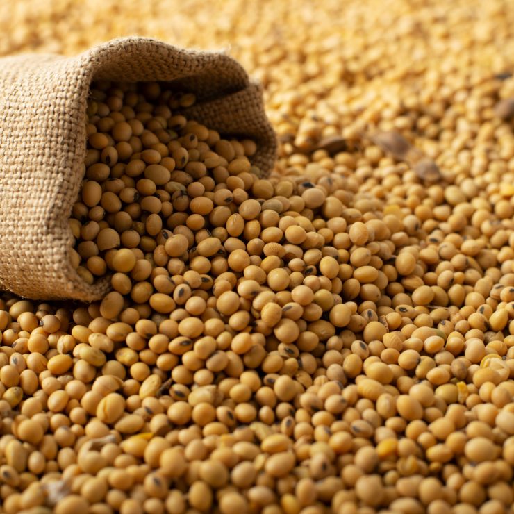 Burlap sack with soy on soy bean background closeup